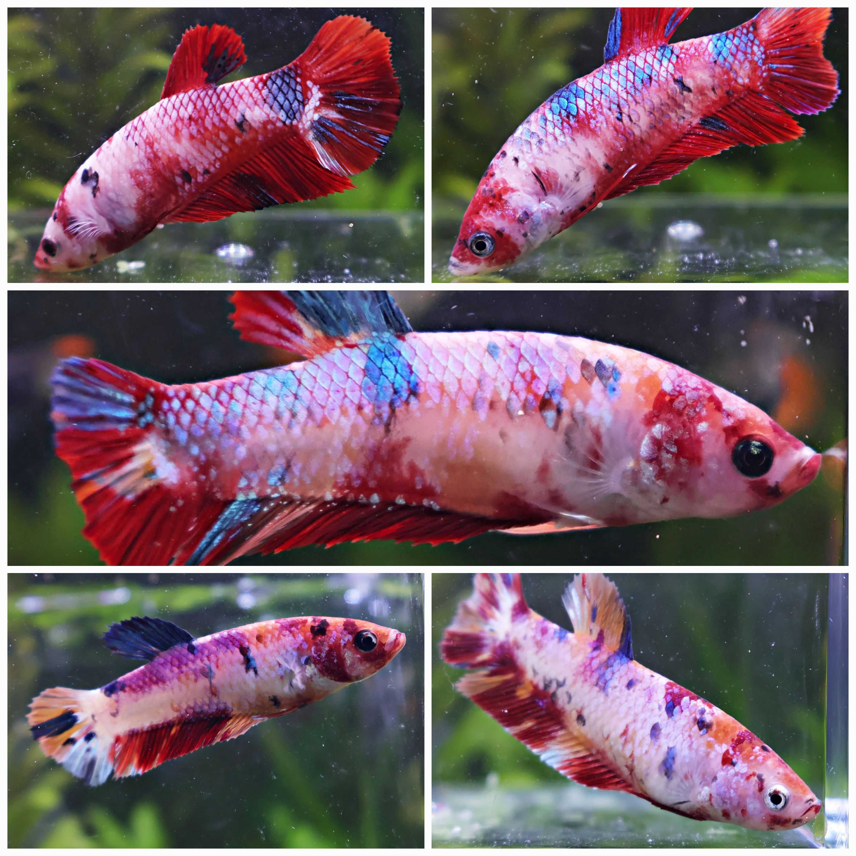 Sororité RedRose - 5 Femelles Betta Plakat Koi Galaxy Rouge