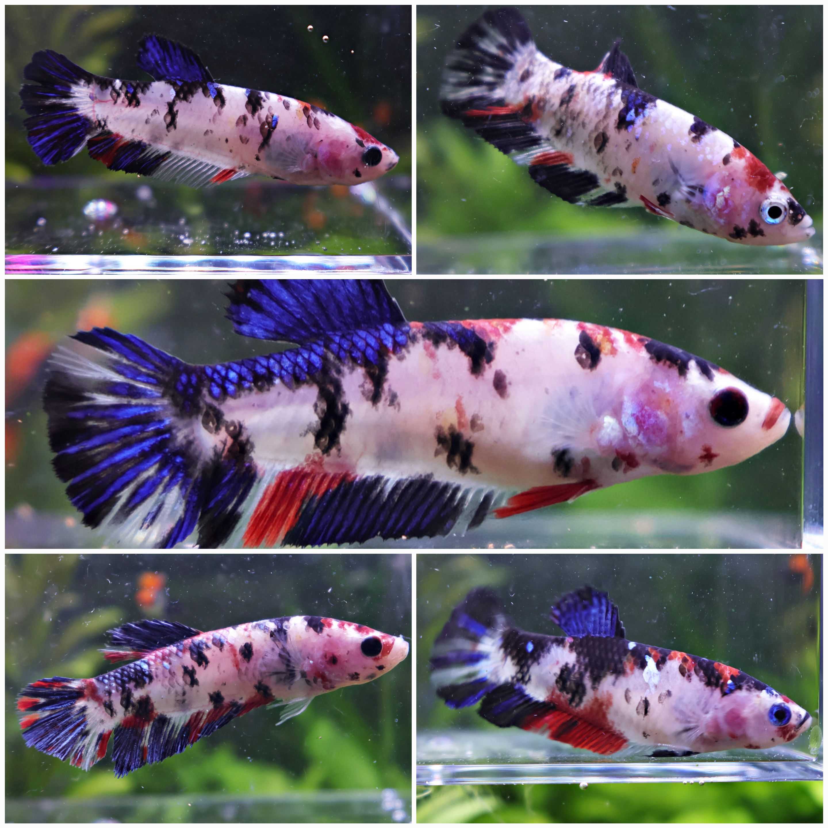 Sororité DotDot - 5 Femelles Betta Koi Black Dot Galaxy