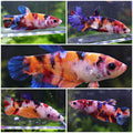 Sororité KoiPower - 5 Femelles Betta Koi Multicolors