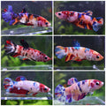 Sororité GoldenBow - 15 Femelles Koi Multicolors Galaxy