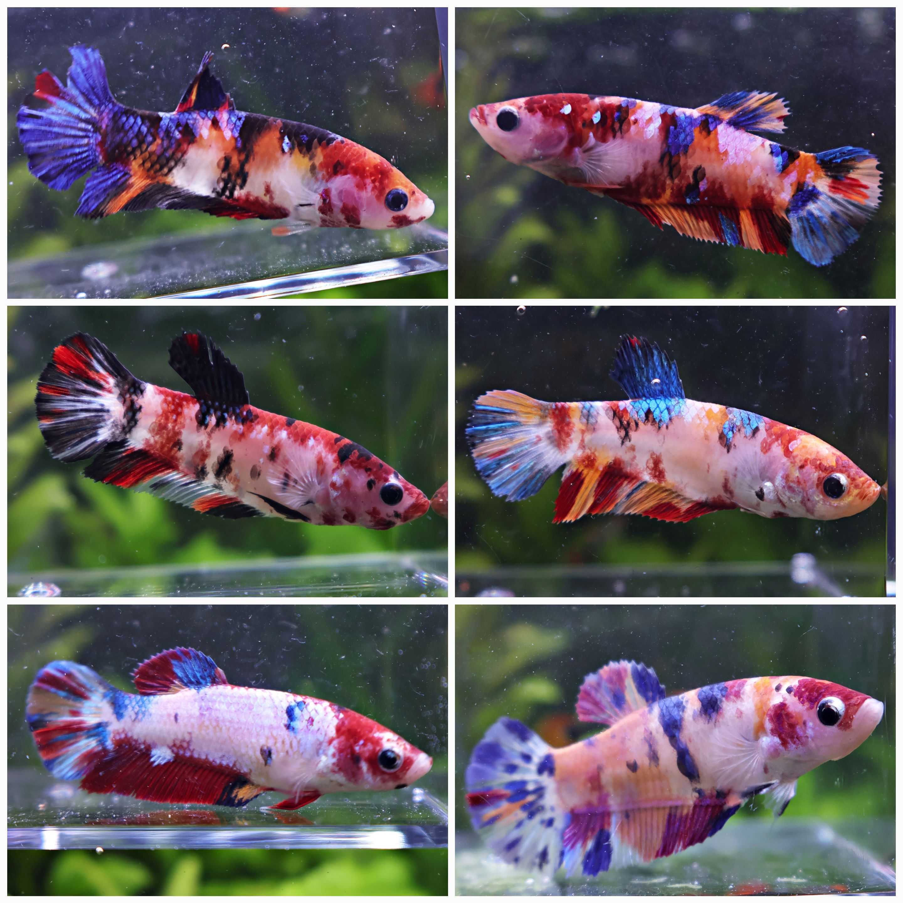 Sororité GoldenBow - 15 Femelles Koi Multicolors Galaxy