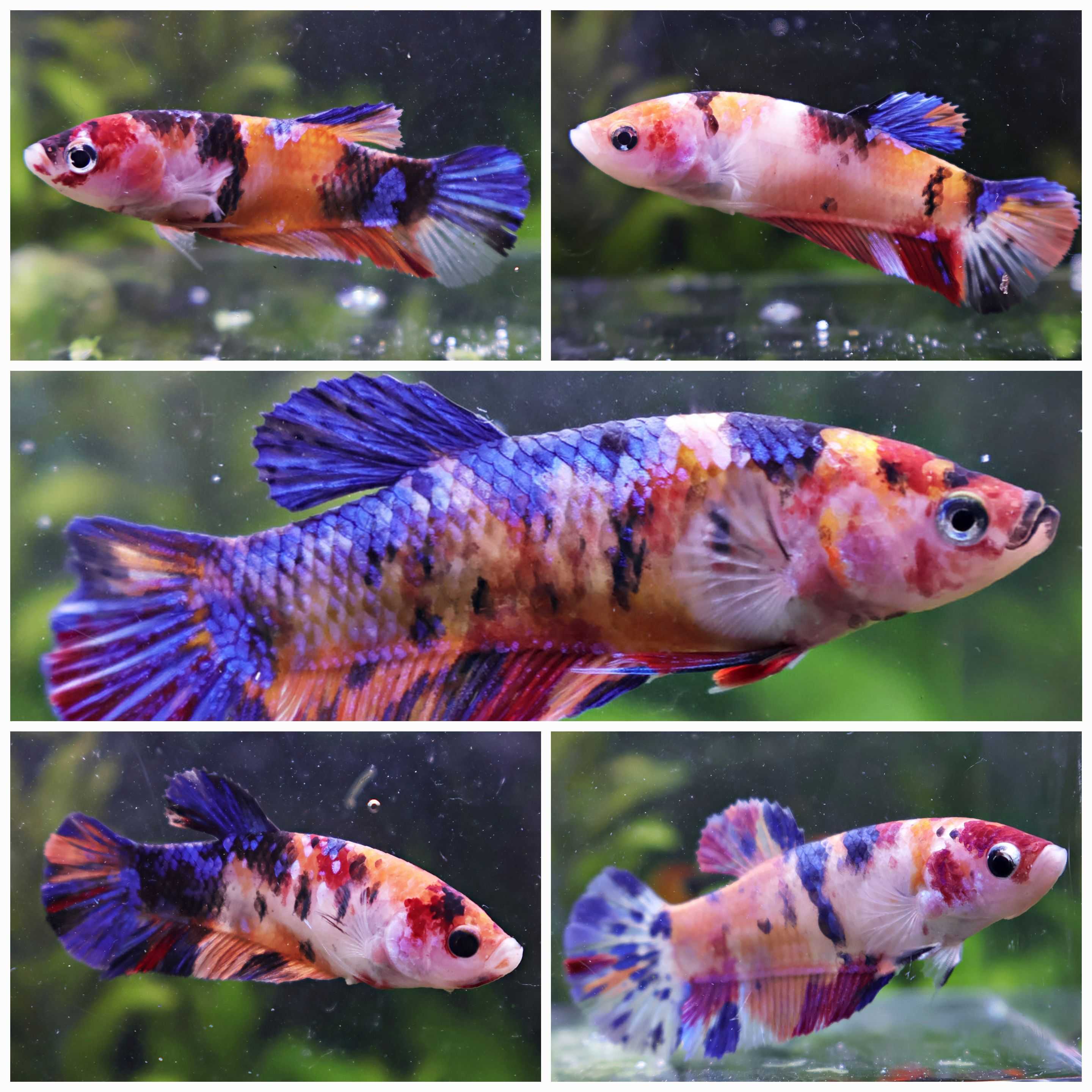 Sororité Lolipop - 5 Femelles Betta Plakat Koi Galaxy