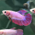 🇫🇷 Betta Femelle Voile Long Rose Fushia Française