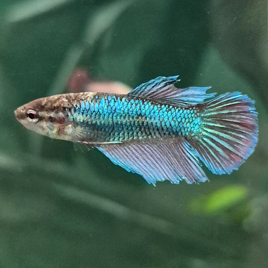 🇫🇷 Betta Femelle Voile Long Bleu Française