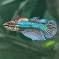 🇫🇷 Betta Femelle Voile Long Bleu Française
