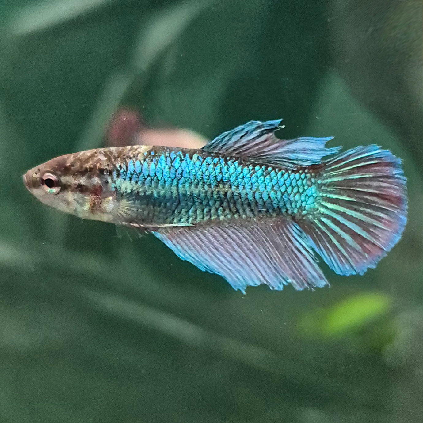 🇫🇷 Betta Femelle Voile Long Bleu Française