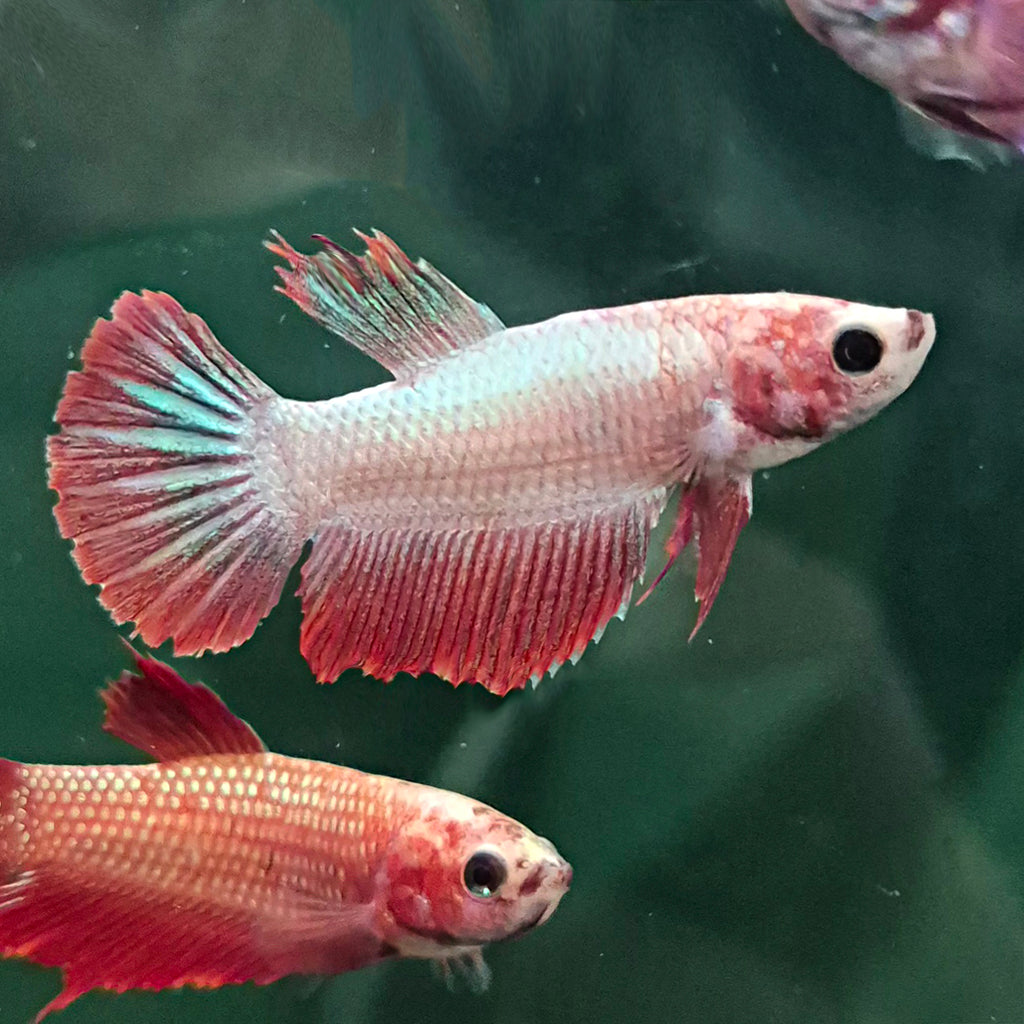 🇫🇷 Betta Femelle Voile Long Rouge Cerise Française