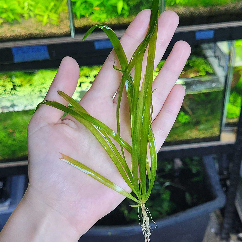 🌿Plante Entière - Vallisneria spiralis -☘️Pousse Rapide