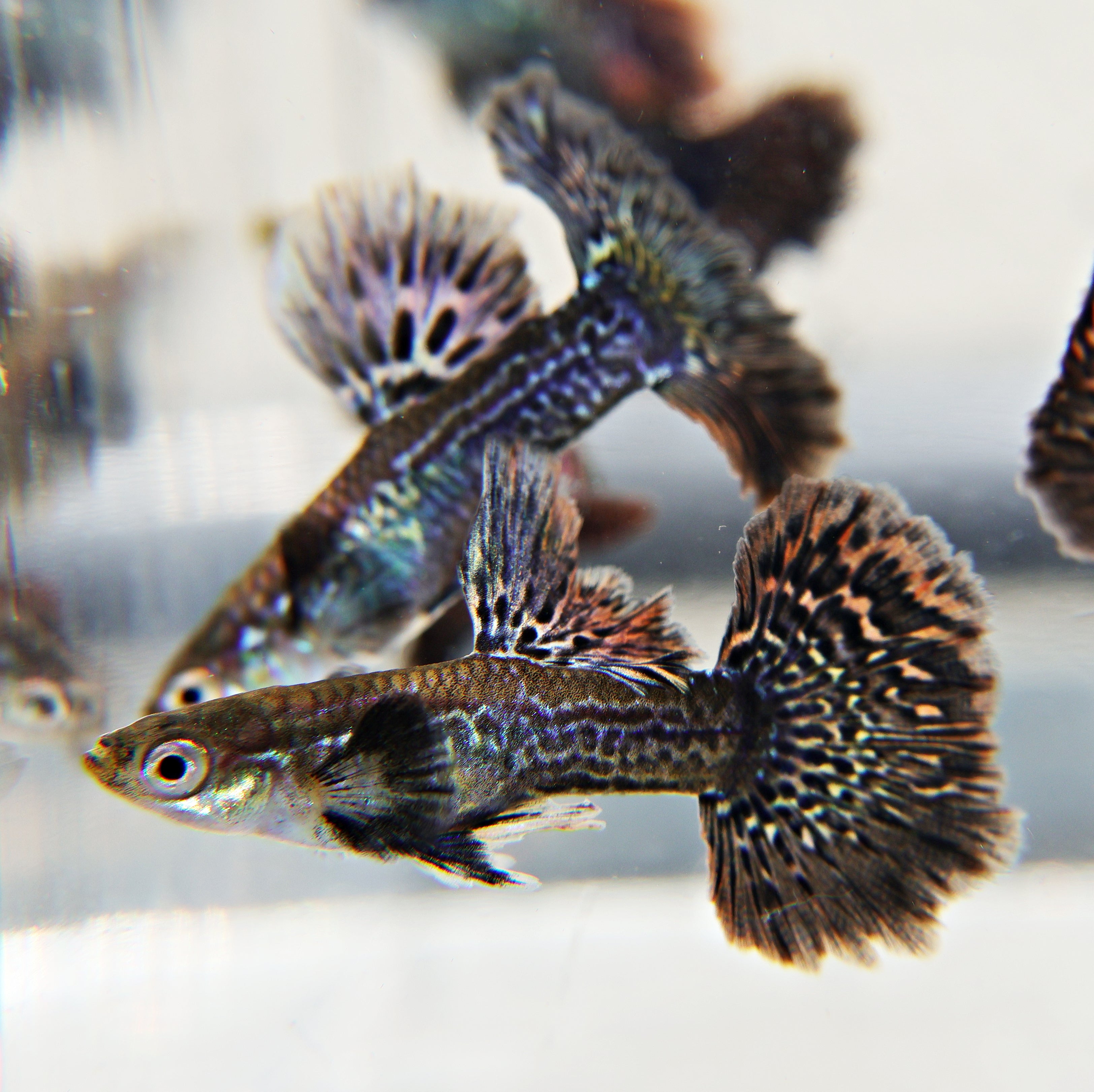 Dragon Irisés Poecillia Reticulata / Souche Française 🇨🇵