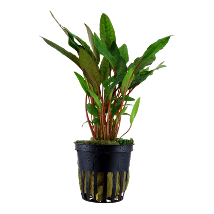 Cryptocoryne beckettii 'Petchii'