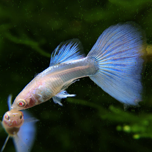5b/ Couple Albino Blue Sky Topaz Mâle et Femelle Poecilia Reticulata 🇮🇩