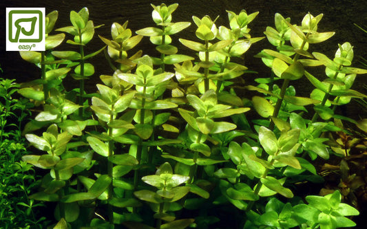 Bacopa caroliniana