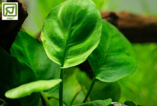 Anubias barteri ’Coin Leaf’