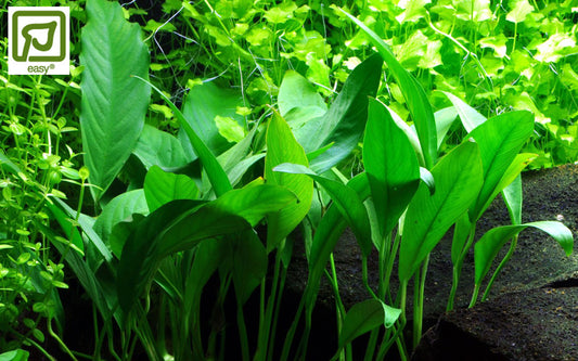 Anubias barteri var. glabra