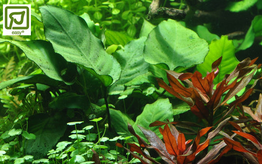 Anubias barteri var. caladiifolia