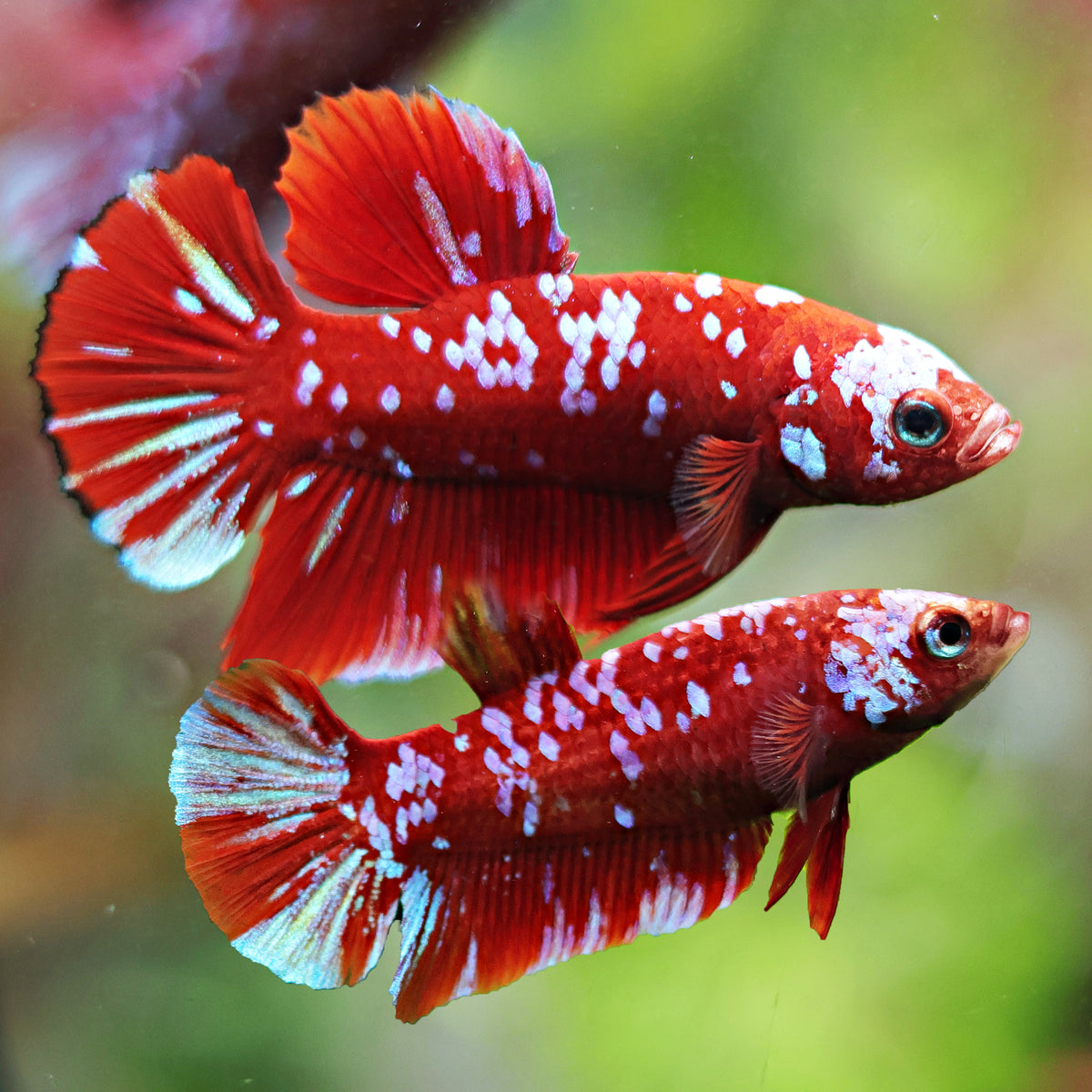 Couple Reproducteur Betta Plakat Red Galaxy