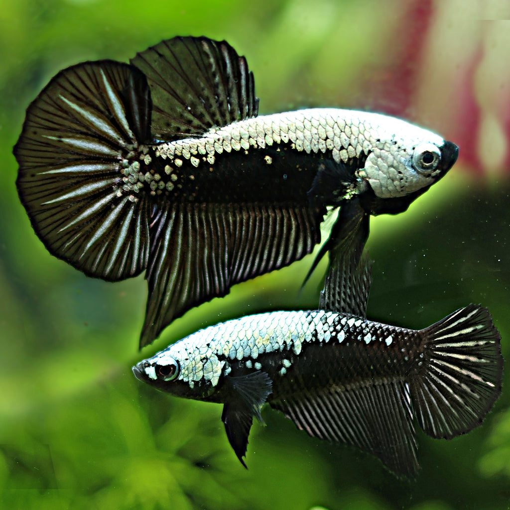 Couple Reproducteur Betta Samourai Black