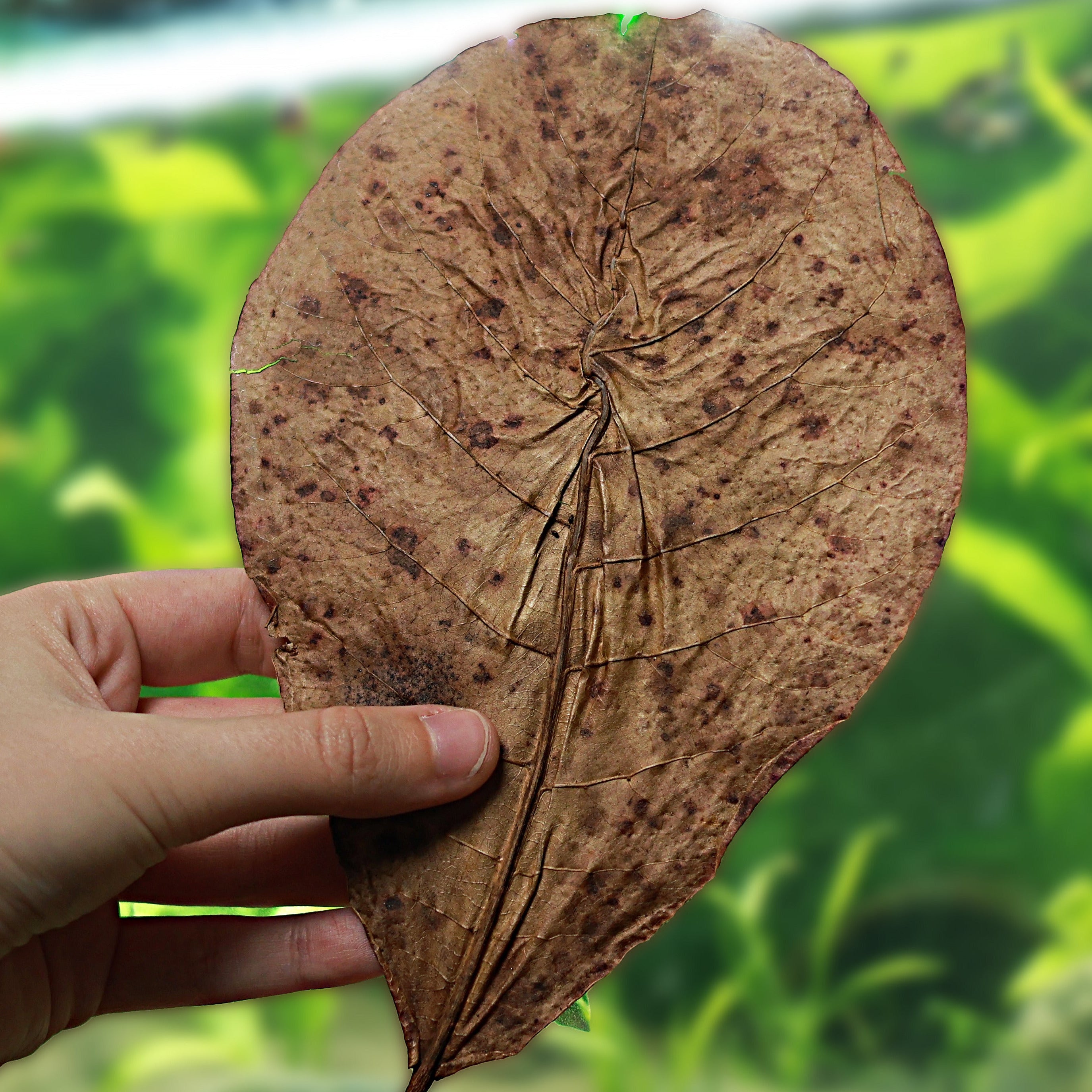 📦[Gros]🍂Feuilles de Cattapa - Quantité / 100