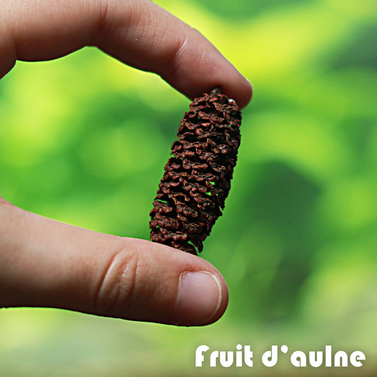 🍃Fruits d'aulnes - Sachet de 10g
