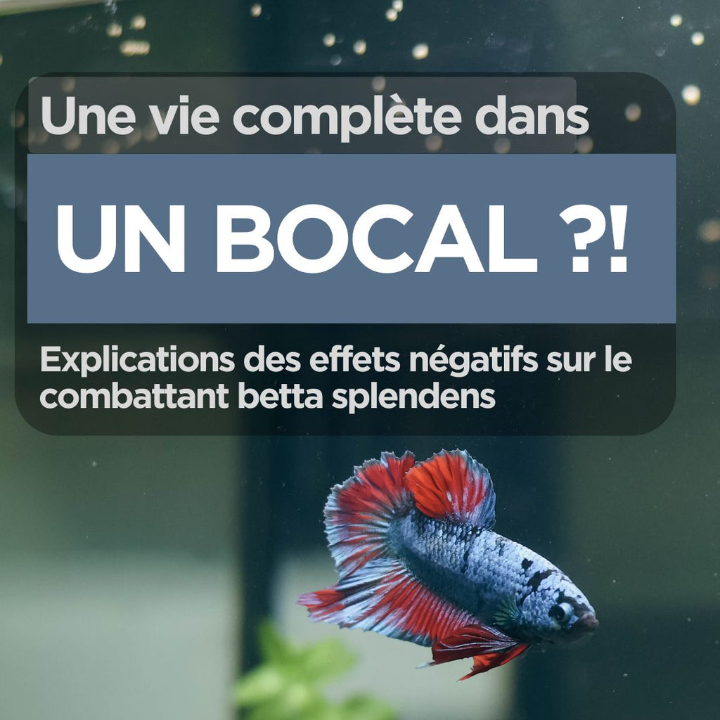 Une vie complète dans un bocal, explications des effets négatifs sur le combattant betta splendens.