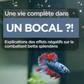 Une vie complète dans un bocal, explications des effets négatifs sur le combattant betta splendens.