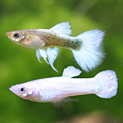Couple Platinum Tuxedo Ribbon & Roundtail Poecilia Reticulata