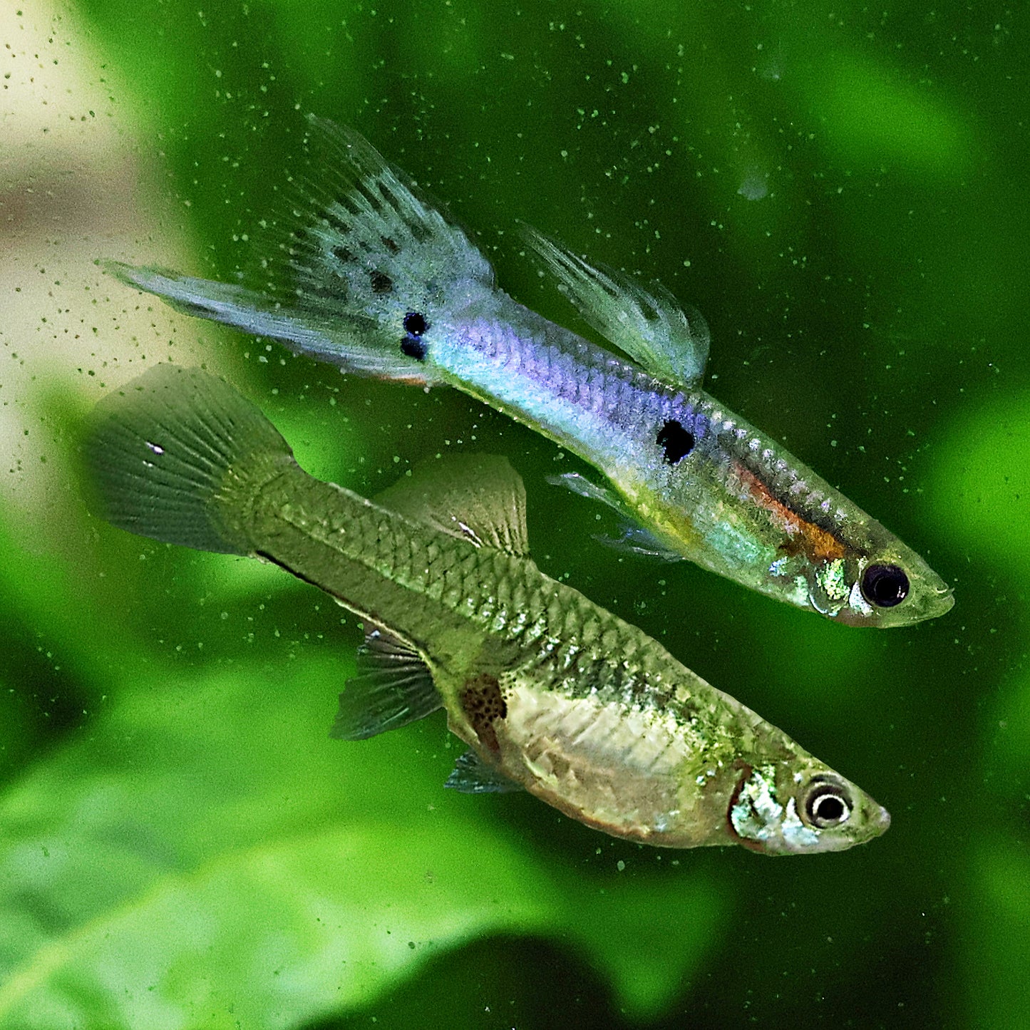 Couple Poecilia Reticulata Bleu de Rorota Épée Basse 🇫🇷