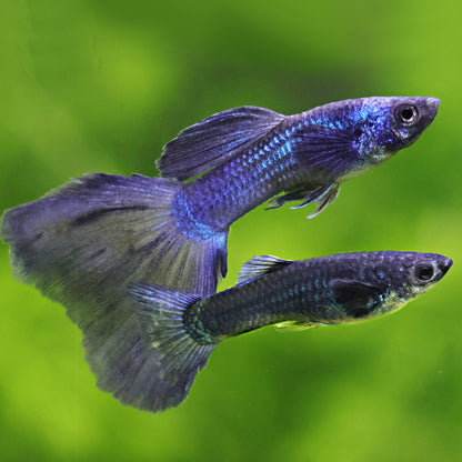 Couple Moscow Bleu Mâle Femelle Poecilia Reticulata