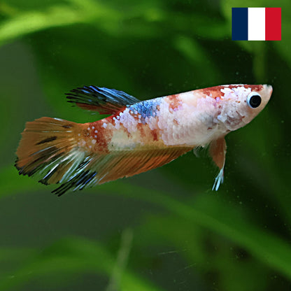 Crevette - Femelle Plakat Fancy Nemo Galaxy 🇫🇷