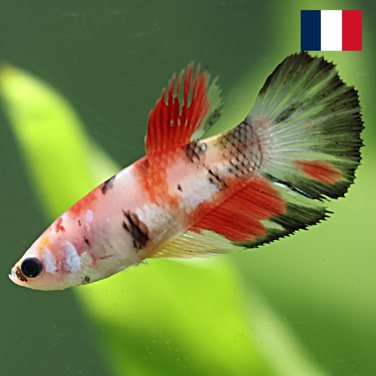 Pantoufle - Femelle Plakat Koi Nemo 🇫🇷