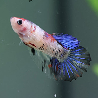 Grumpy - Femelle Plakat Koi Galaxy 🇫🇷