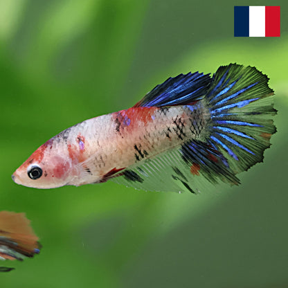 Grumpy - Femelle Plakat Koi Galaxy 🇫🇷