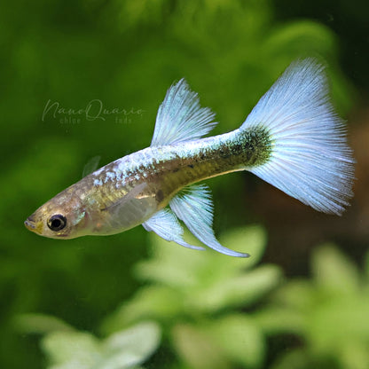 Couple Platinum Tuxedo Ribbon & Roundtail Poecilia Reticulata