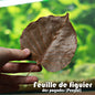 🍃Feuille de Figuier des Pagodes (Peepal) x10