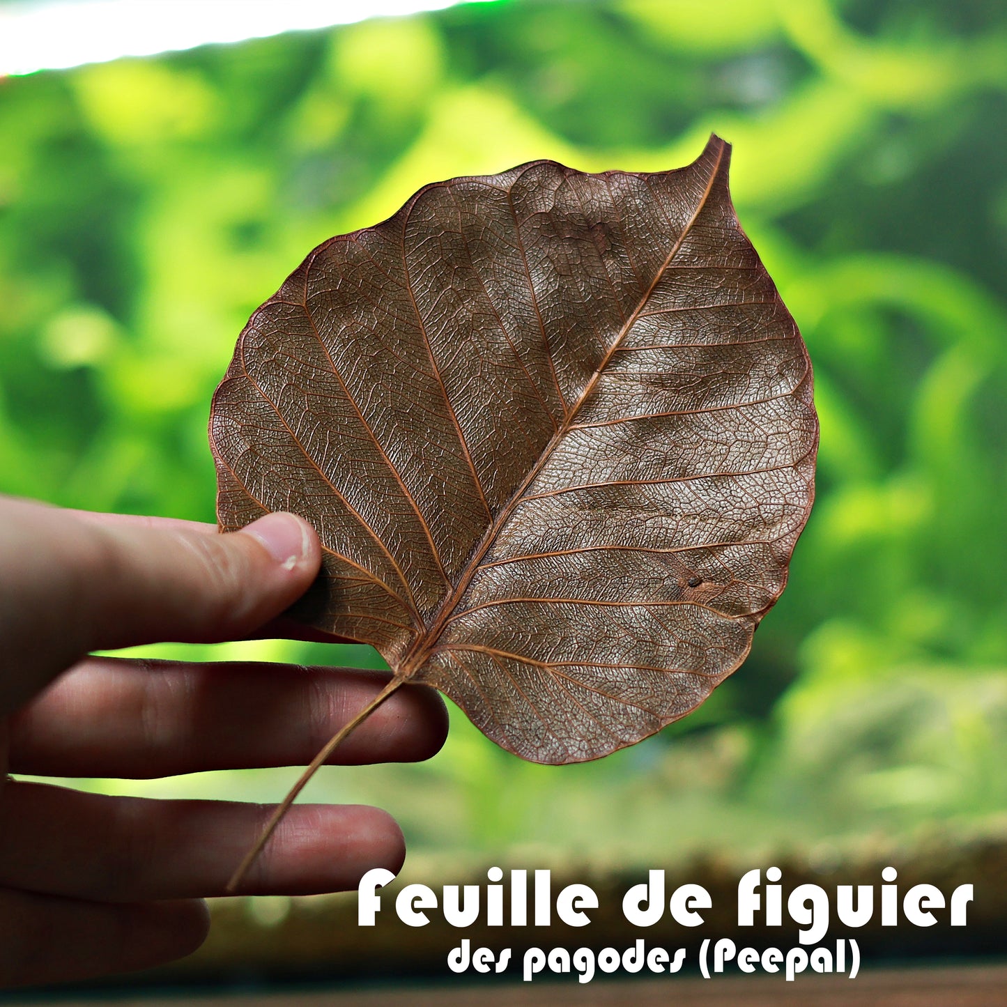 🍂KIT LEAF - Petit Kit 50 Feuilles Biotope