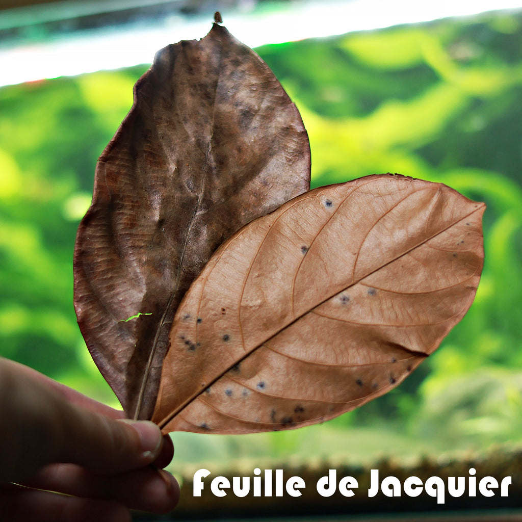 🍂KIT LEAF - Petit Kit 50 Feuilles Biotope