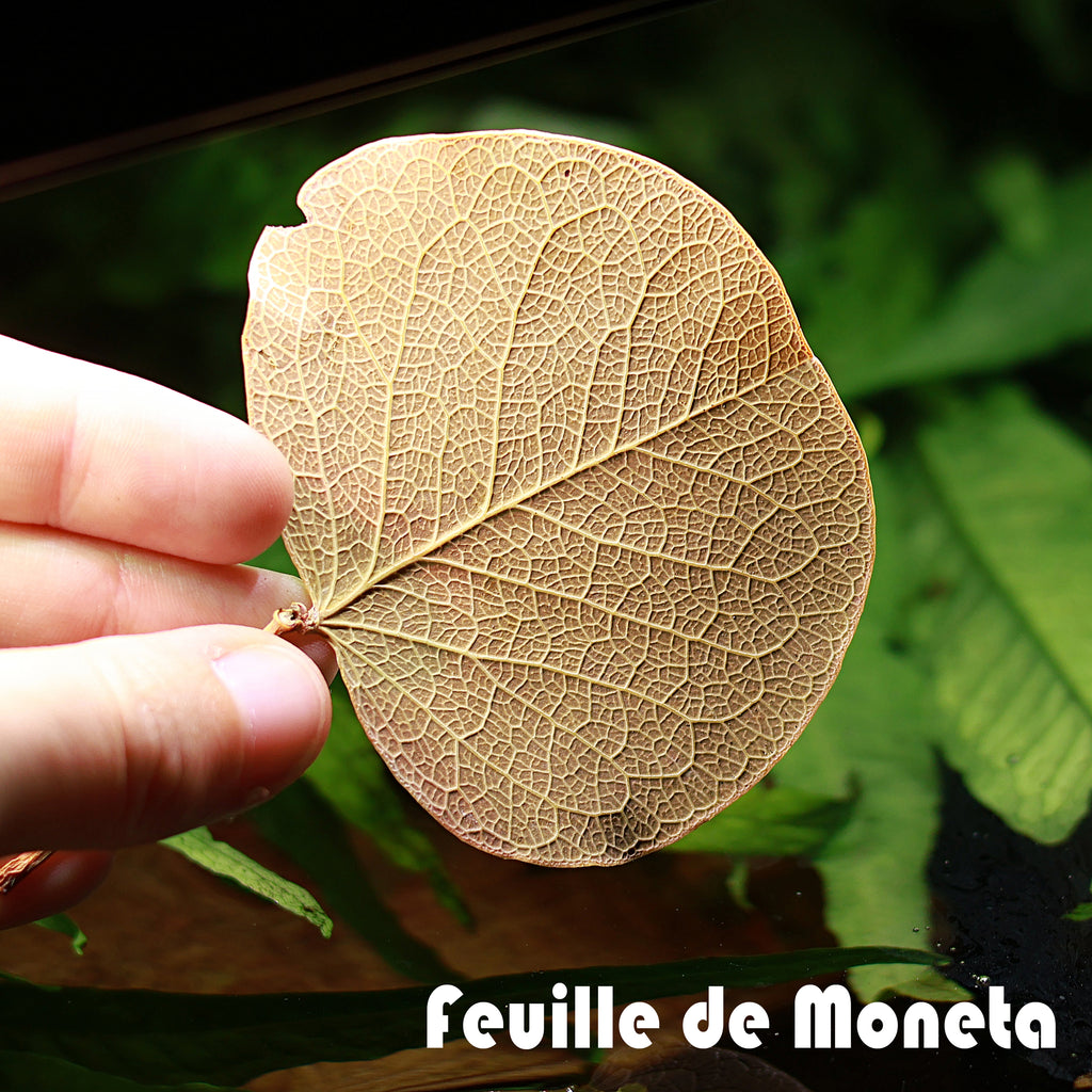 📦[Gros]🍂 Feuilles de Moneta - Quantité / 100