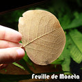 🍃Feuille de Moneta x20