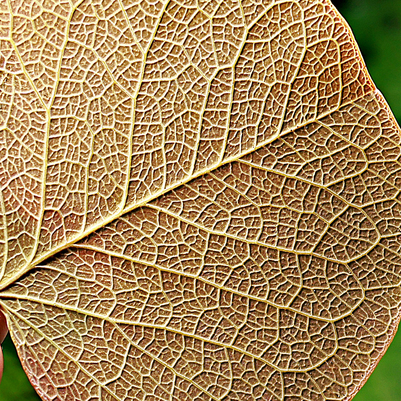 📦[Gros]🍂 Feuilles de Moneta - Quantité / 100