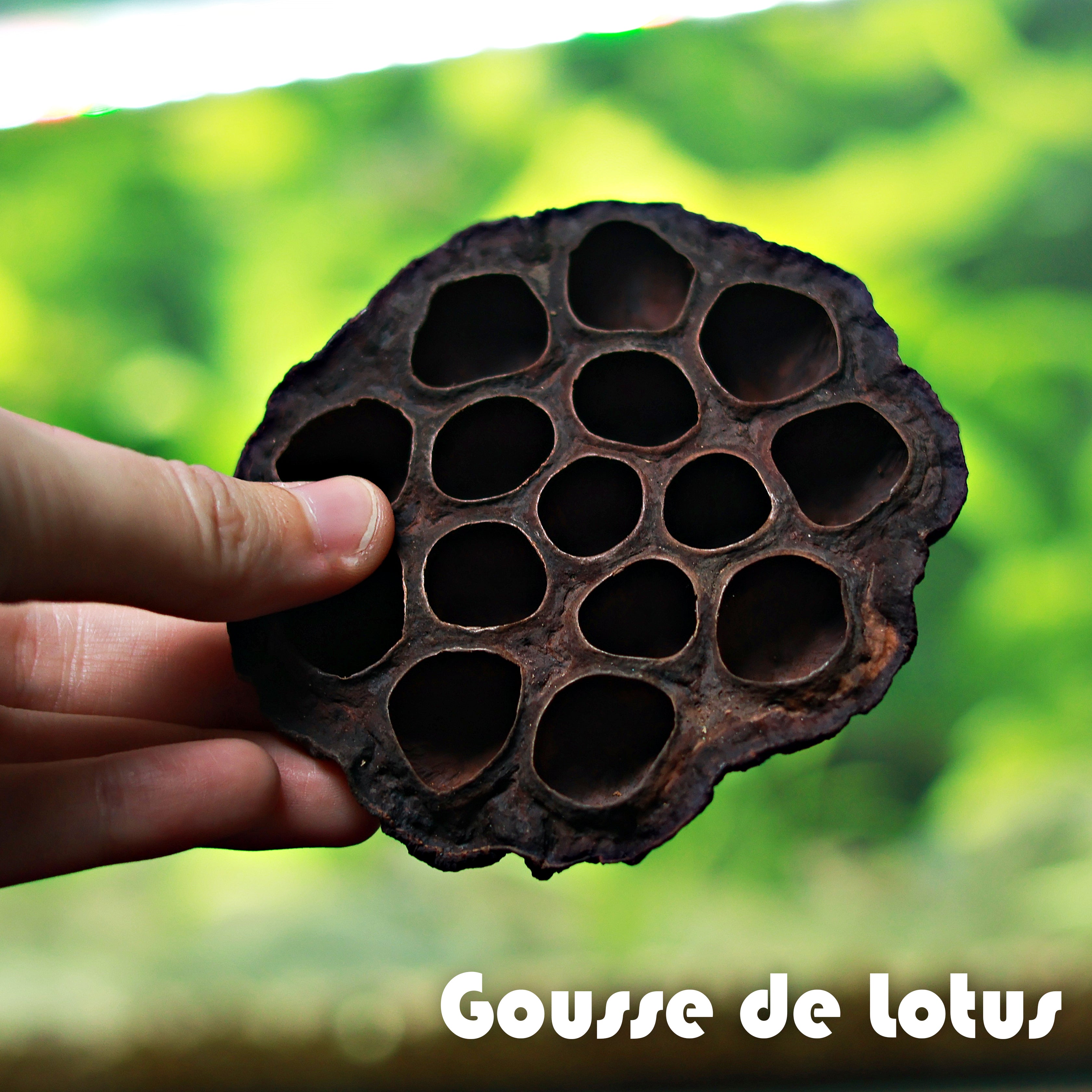 🌰Gousse de Lotus