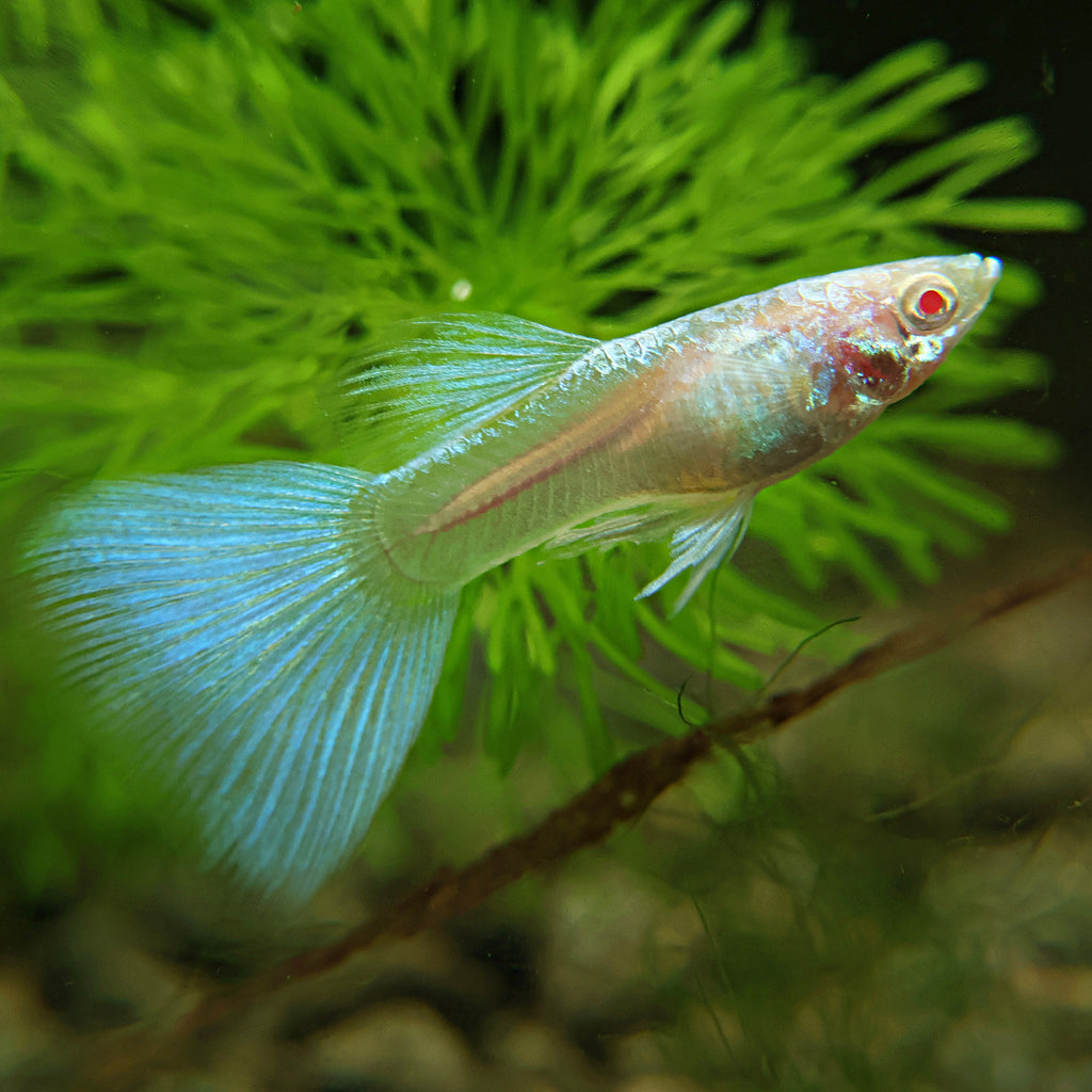 5b/ Couple Albino Blue Sky Topaz Mâle et Femelle Poecilia Reticulata 🇮🇩