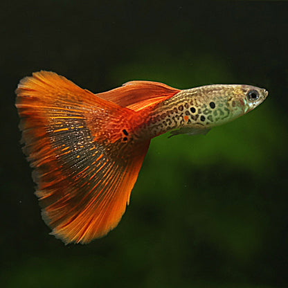 Mâle Red Lace Poecillia Reticulata