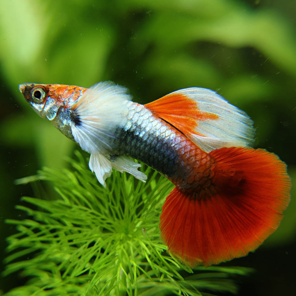 9g/ Santa Claus Poecilia Reticulata 🇮🇩