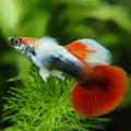 9g/ Santa Claus Poecilia Reticulata 🇮🇩