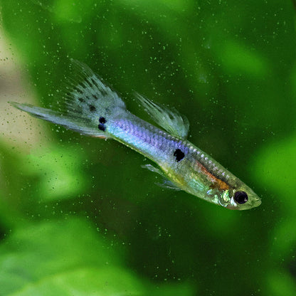 Couple Poecilia Reticulata Bleu de Rorota Épée Basse 🇫🇷