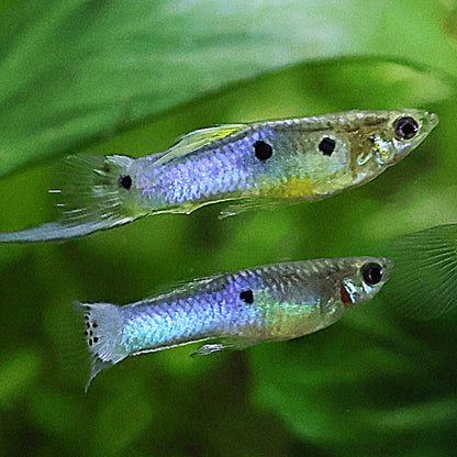 Mâle Poecilia Reticulata Bleu de Rorota Classique 🇫🇷