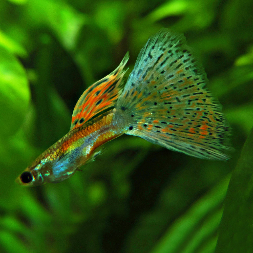 6/ Multicolors Grass Poecillia Reticulata / Souche Française 🇨🇵