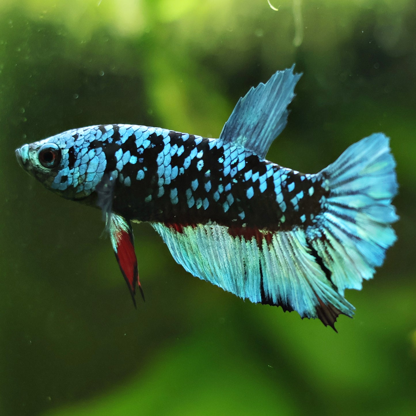 Smash - Mâle Plakat Avatar Gordon 🇮🇩