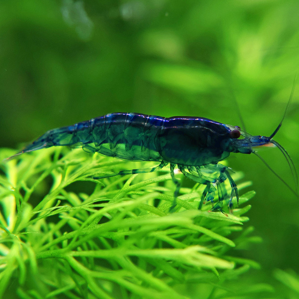 💙Crevette Neocaridina Blue Dream - a l'unité