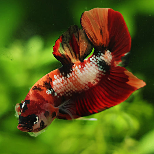 Renard - Mâle Plakat Nemo Koi 🇮🇩